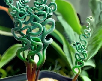 Transform Your Garden with 100PCS/Bag Spiral Grass Seeds – Green Succulents for Stunning DIY Bonsai and Potted Flowers