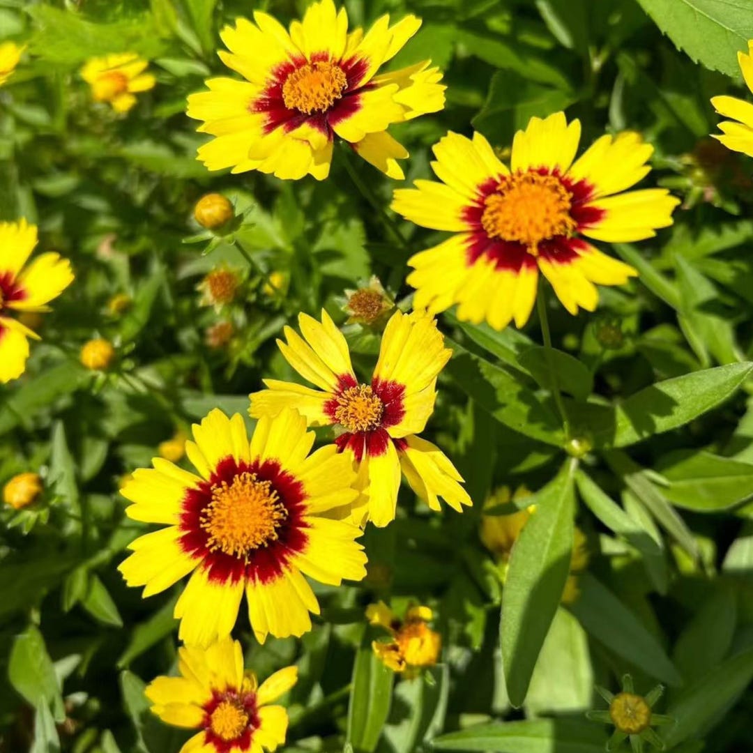 1000 Plains Coreopsis Seeds – Heirloom Non-gmo Wildflower for ...