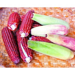 May include: A close-up of red corn cobs with husks, some with the husks removed, on a woven basket. The corn cobs are arranged in a pile, with the husks partially covering the cobs.