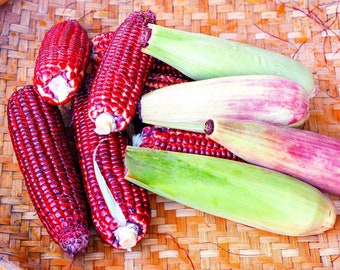 50pcs Bloody Butcher Corn Heirloom Seeds - Non-GMO, Open-Pollinated, Dent Corn with Striking Red Hues - Flour Corn for Culinary Versatility