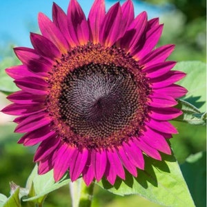50pcs Purple Sunflower Seeds For Planting – Non-GMO Heirloom Garden Flowers