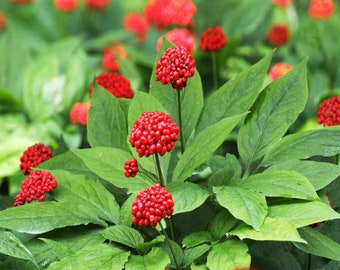 Revitalize Your Health with Asian Ginseng Panax Ginseng - 20 Seeds of this Hardy Perennial Herb for Vigorous Living