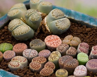 Mixed Lithops Seeds, Lithops Pseudotruncatella, Stones Succulent Seeds, 100pcs/pack