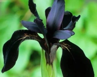 Siberian Iris Roots - Black Flowered Seeds (30pcs) - Elegant, Almost Black Blooms for Your Garden