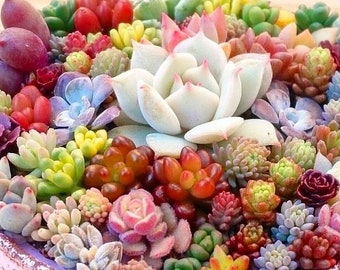 Mixed Succulent Seeds Pack - 100+ Seeds For Growing Indoor/Outdoor Succulent Plants