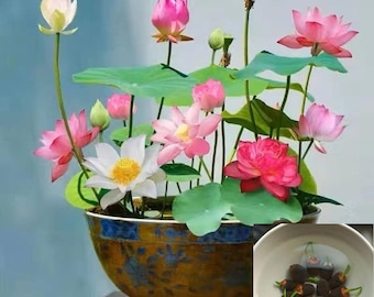 10Pcs Mixed Color Bonsai Bowl Lotus Live Plants - Pre-Sprouted Water Beauties for Indoor and Outdoor Aquatic Settings