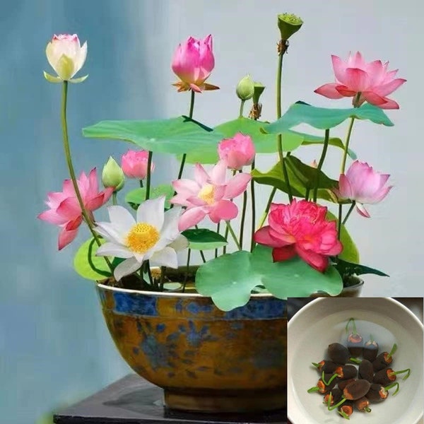 10Pcs Mixed Color Bonsai Bowl Lotus Live Plants - Pre-Sprouted Water Beauties for Indoor and Outdoor Aquatic Settings