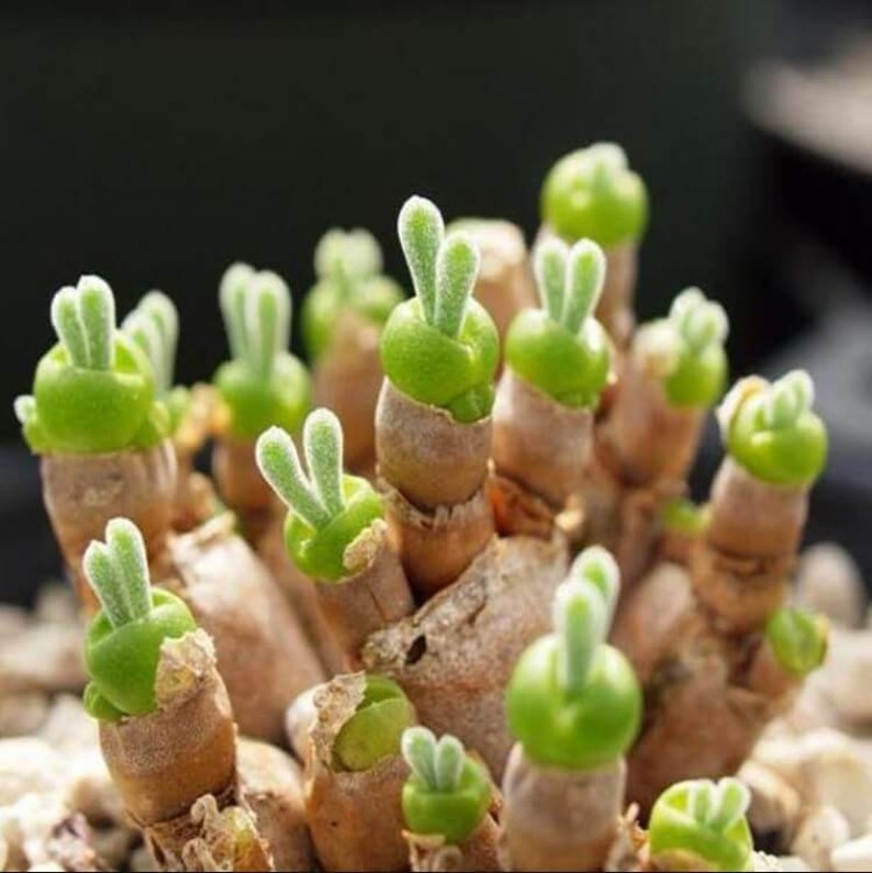 Monilaria Obconica Bunny Seeds, Succulents Seeds, 100pcs/pack image 1