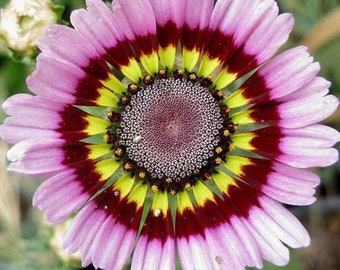 50pcs/pack Painted Mix Daisy Flower Seeds - Non-GMO Heirloom - Pink Indian Blanket Colors