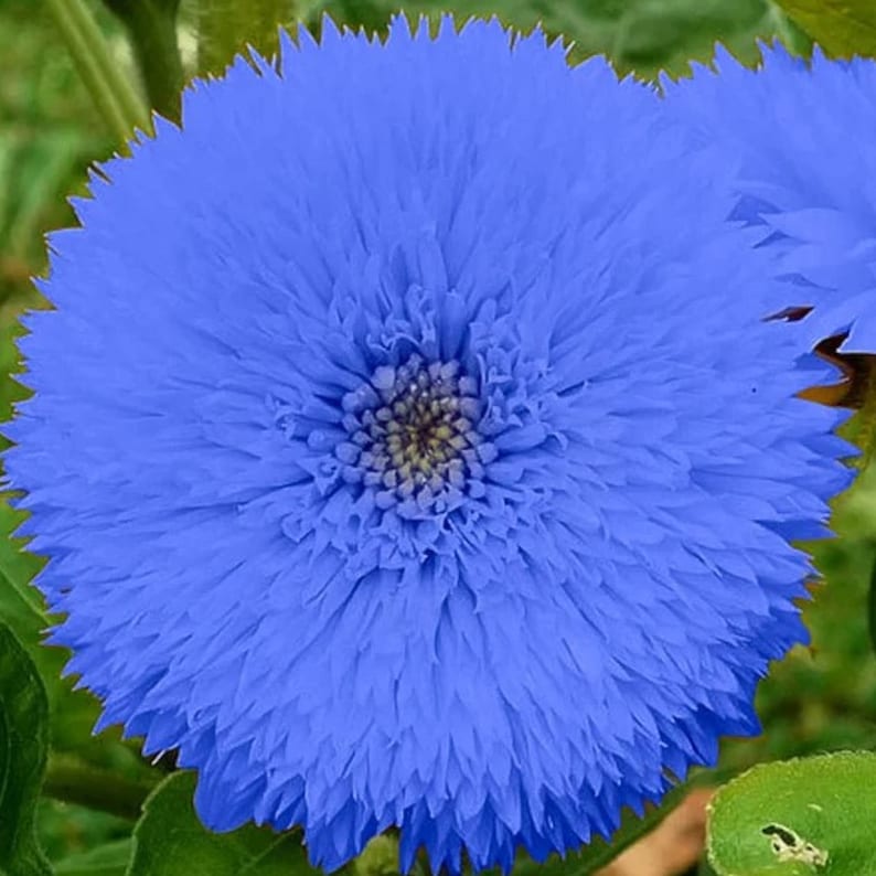 50pcs Blue Teddy Bear Sunflower Seeds Stunning Annual Blooms for Your Garden Non GMO Heirloom Garden Planting Instructions for Easy Grow image 2