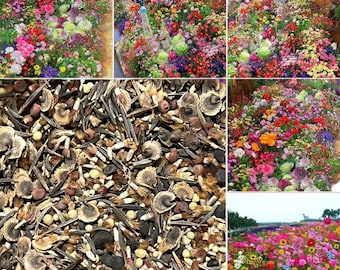 Seasonal Enchantment Garden - 200pcs Mixed Perennial Flower Seeds Collection - Over 60 Varieties for Year-Round Blooms