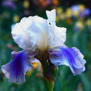 Mixed Color Rare Iris Flower Seeds – 30 Pieces, Perennial, For Autumn, Spring & Summer Blooms 2 thumbnail image