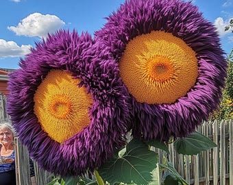 50 semillas de girasol gigantes encantadoras de osito de peluche – Variedad  tradicional sin OMG – Flores doradas y esponjosas para un jardín