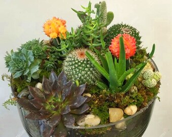 Mixed Cactus And Succulent Seeds 100