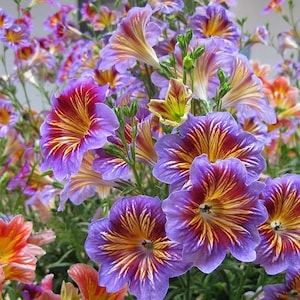 May include: Close-up of purple and yellow striped flowers with a yellow center. The flowers have a trumpet-like shape and are arranged in a cluster.