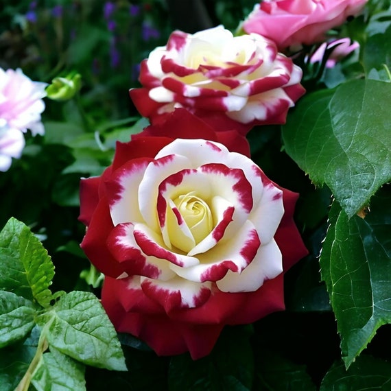 Ink Rose Seeds - Non-GMO Heirloom Variety for Your Garden 20pcs/pack - Seeds & B
