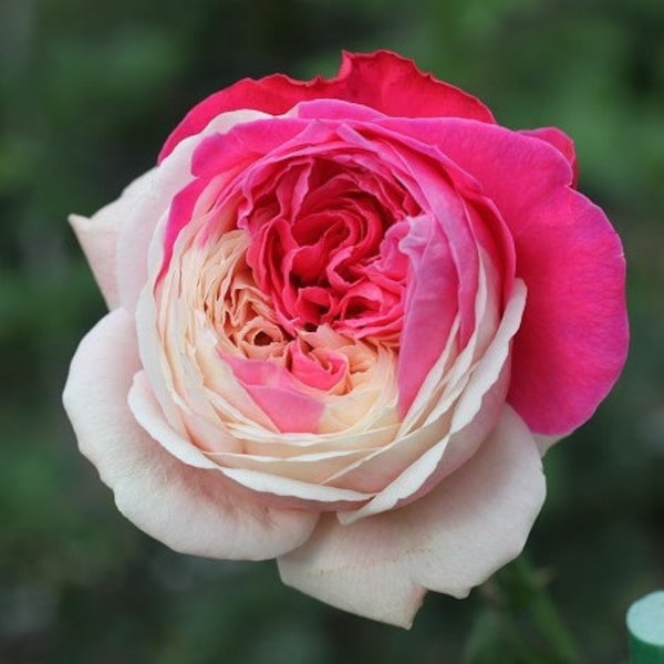 Rare Colorful Rose Seeds, 10pcs/pack