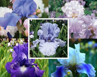 30pcs Rare Mixed Color Reblooming Bearded Iris Seeds Collection - Indulge in a Symphony of Colors Across Seasons