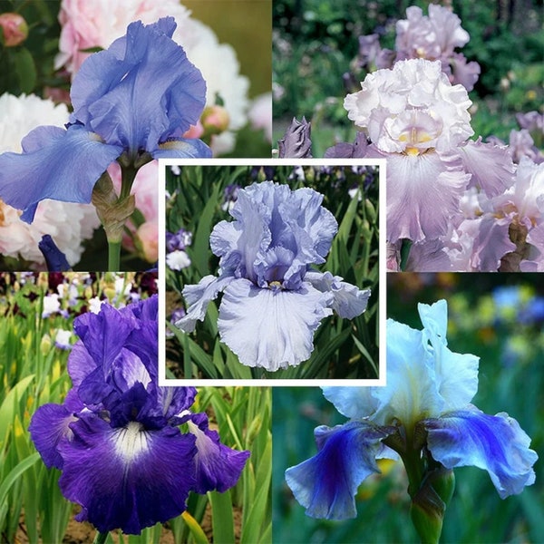 30pcs Rare Mixed Color Reblooming Bearded Iris Seeds Collection - Indulge in a Symphony of Colors Across Seasons