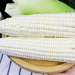 May include: Two white corn cobs on a wooden plate. The corn is peeled and ready to eat.