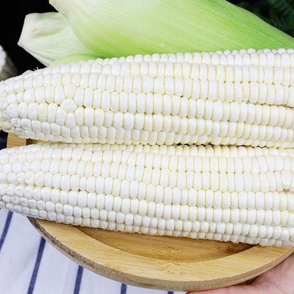 50 piezas de semillas de maíz blanco - reliquia, dulce, de polinización abierta, sin OGM - El rey clásico del maíz blanco dulce