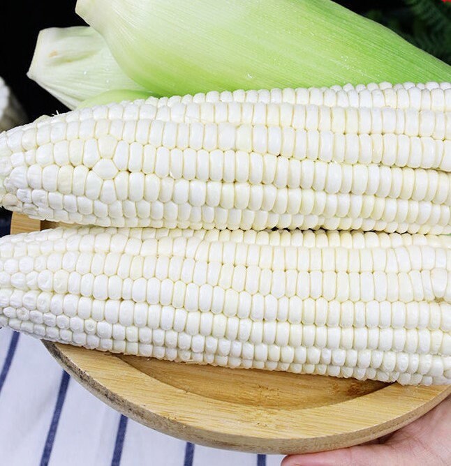 50pcs White Corn Seeds - Heirloom, Sweet, Open-Pollinated, Non-GMO - The Classic King of Sweet White Corn