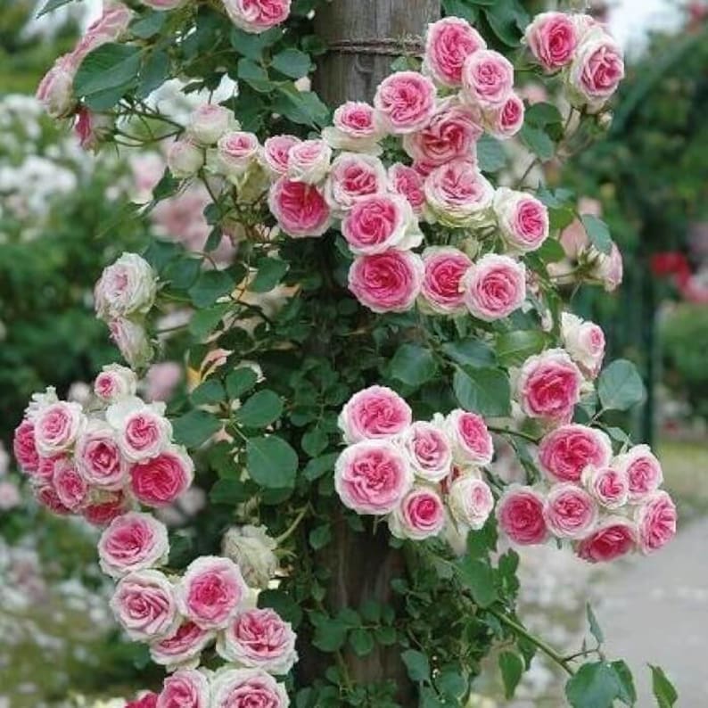 Mixed Beautiful Climbing Rose Plant Seeds 10pcs/pack - Etsy