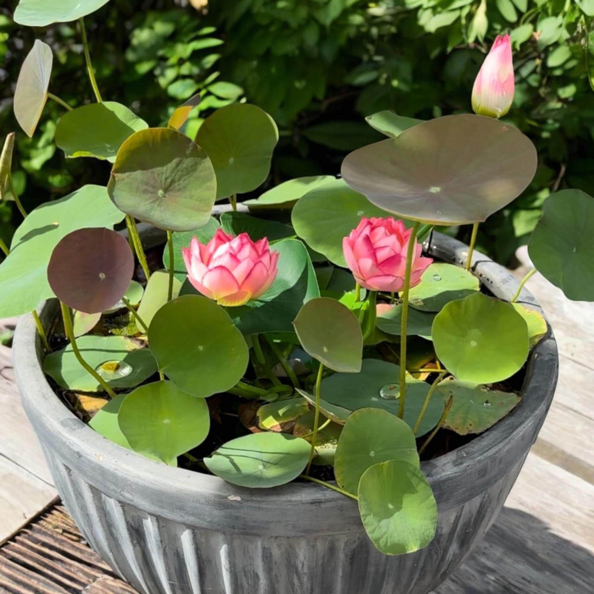 60pcs Mix Bonsai TWE5 Lotus Seeds For Planting In Water Bowl Lotus Seed Water Lilys Flower Plant For Ponds And Gardens
