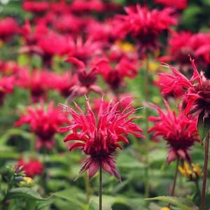 May include: A field of vibrant red bee balm flowers in full bloom. The flowers have spiky, fringed petals and are surrounded by green foliage. The image is a close-up, showcasing the intricate details of the blossoms.