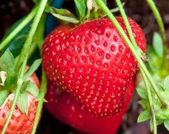 200pcs Cream Strawberry Seeds – Hardy Perennial Herb – For Fall & Spring Planting – Multi-Color Harvest for Home Gardens