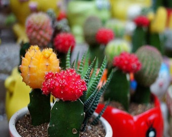 Beautiful Mixed Cactus Seeds, 100pcs/pack