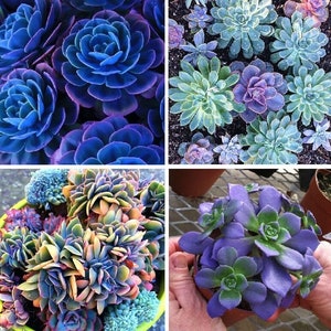 Blue Succulents Witchford Lithops Seeds, Cactus Seeds, 100pcs/pack