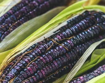 50pcs Blue Corn Heirloom Seeds - Non-GMO, Open-Pollinated, Flour Corn - Untreated Seed Packets for Vibrant Harvests