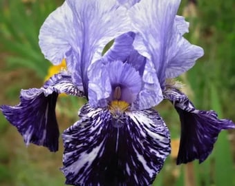 Germanica 'Millennium Falcon' Iris Seeds - 30pcs - Award-Winning, Fragrant, and Stunning Bearded Iris for Your Garden