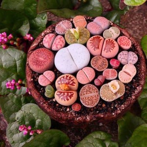 Mixed Lithops Succulent Seeds, Lithops Pseudotruncatella , 100 Pcs/pack