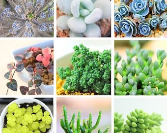 24 varieties Rare Succulents Seeds, Lithops Seeds, 100pcs/pack