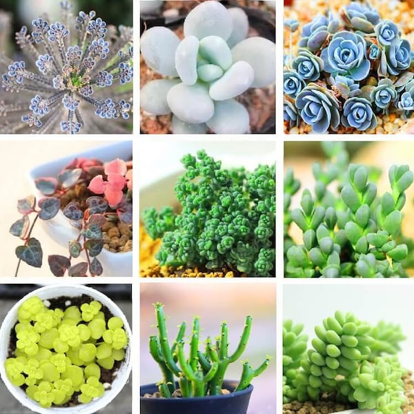 24 varieties Rare Succulents Seeds, Lithops Seeds, 100pcs/pack