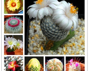 Mixed Rare Cactus Seeds, 100pcs/pack