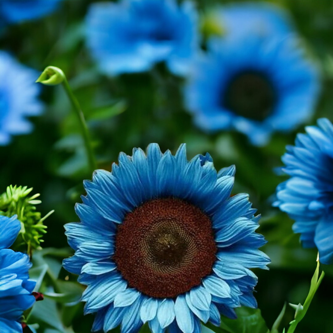 Amazon.com : SkyScraper Sunflower Seeds for Planting | 20