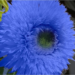 50pcs Blue Teddy Bear Sunflower Seeds Stunning Annual Blooms for Your Garden Non GMO Heirloom Garden Planting Instructions for Easy Grow image 1