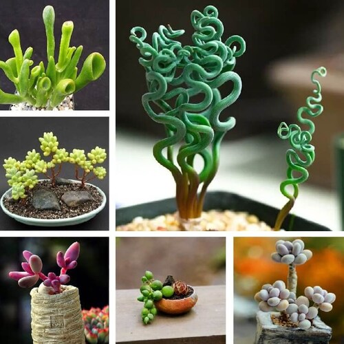 Mixed Succulent Plant Seeds 100pcs/pack Etsy