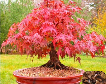 Hybrid Trident Maple Seeds 20pcs/pack