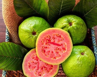 50pcs Tropical Strawberry Guava Organic Pink Guava Seeds - Exotic Flavors, Beautiful Blooms, and Versatile Growing Options