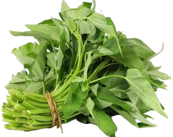 120pcs Water Spinach 'Kong Xin Cai' Seeds – Organic, Non-GMO Heirloom – Vegetable for Gardens & Yards