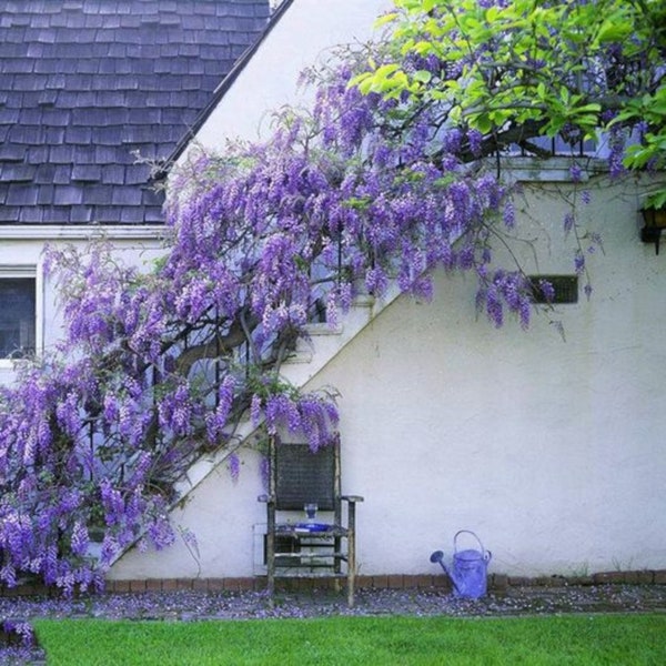 15 Pcs Wisteria Flower Seeds - Nature's Purple Elegance Fragrant, Quick-Growing, and Cold-Resistant