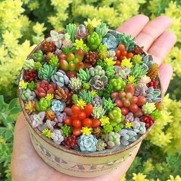 100 Rare Lithops Succulent Seeds – Living Stones Mix, Multicolor, Indoor/Outdoor - View #3