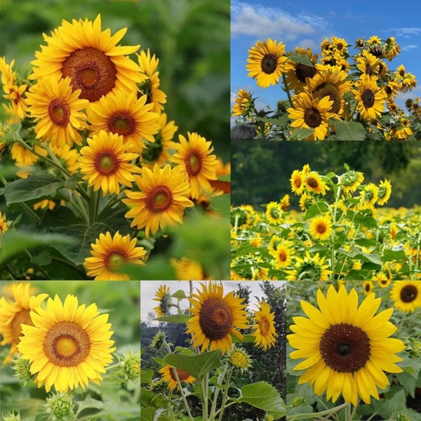 50pcs Multi-Headed Sunflower Seeds for Planting- Rare and Stunning Garden Blooms Non GMO Heirloom Garden Planting Instructions for Easy Grow