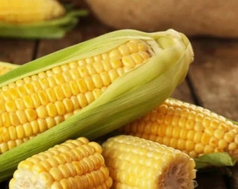 50pcs Golden Bantam Corn Heirloom Seeds - Non-GMO, Open-Pollinated, Sweet and Flavorful