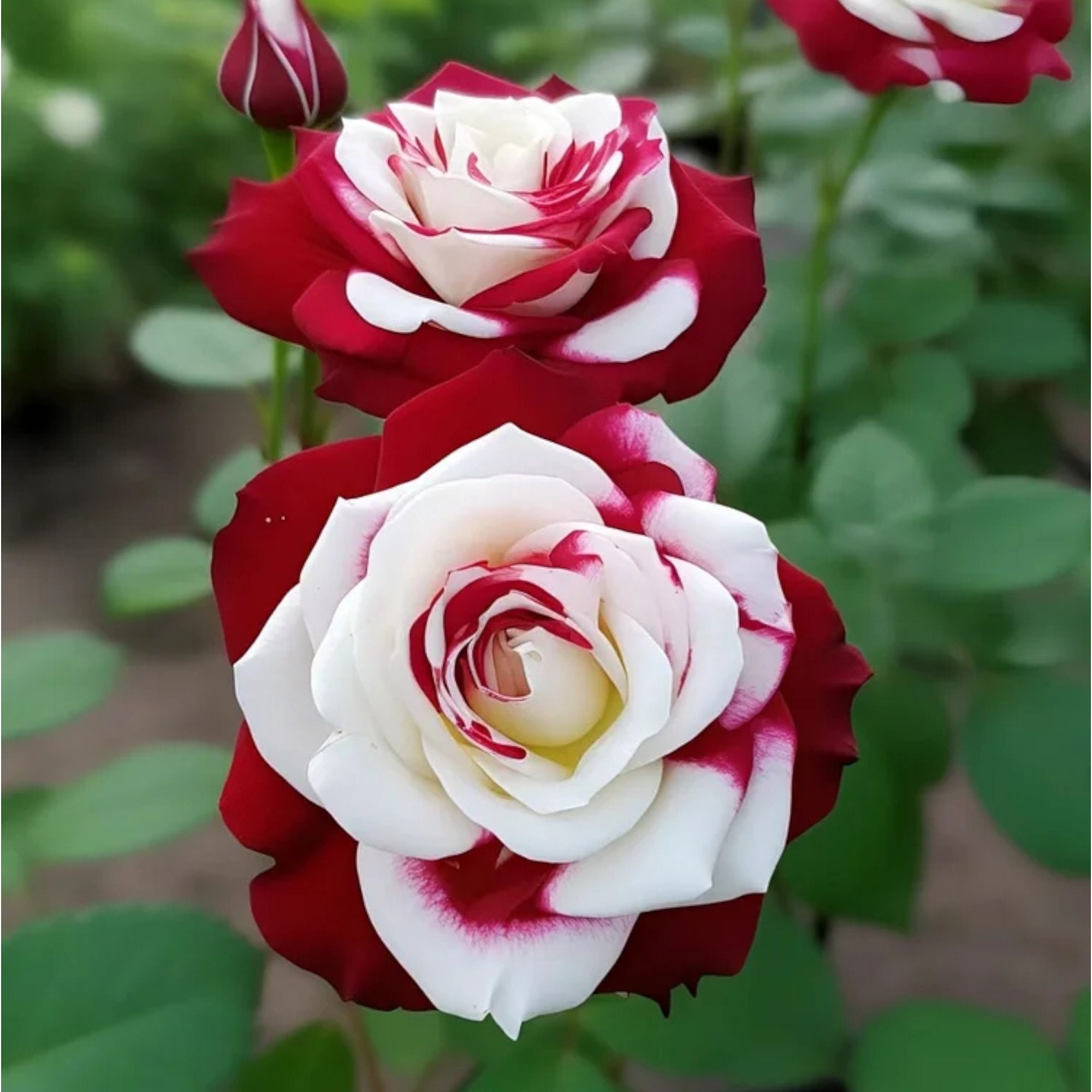 Non-gmo 20pcs Rare Twin Roses Seeds - Heirloom Variety With