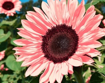 50 semillas de girasol rosa sin OGM para plantar, alta tasa de germinación, variedad de flores tradicionales para su hermoso jardín